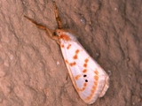 Lacipa nobilis